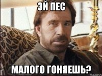 ЭЙ ПЕС МАЛОГО ГОНЯЕШЬ?