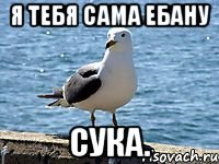 Я тебя сама ебану Сука.