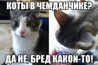 Коты в чемданчике? Да не, бред какой-то!