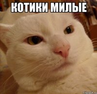 Котики милые 