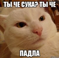 Ты че сука? Ты че Падла