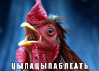  Ц Ы П А Ц Ы П А Б Л Е А Т Ь