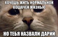 Хочешь жить нормальной кошачей жизнью Но тебя назвали Дарий