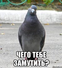  чего тебе замутить?