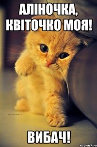 Аліночка, квіточко моя! Вибач!