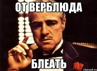 от верблюда блеать