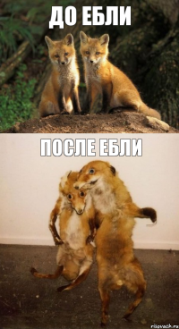 До ебли после ебли