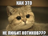 как это не любит котиков???