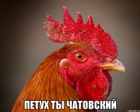  Петух ты чатовский