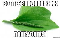 Вот тебе подорожник поправляся