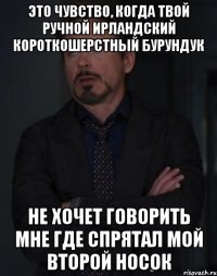 Это чувство, когда твой ручной ирландский короткошерстный бурундук Не хочет говорить мне где спрятал мой второй носок