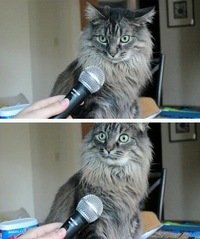 Создать мем кот с микрофоном