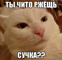 Ты чито ржёщь Сучка??