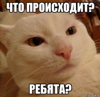 Что происходит? Ребята?