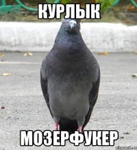 Курлык Мозерфукер