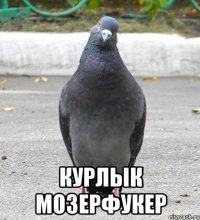  курлык мозерфукер