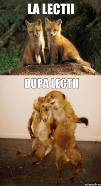 La lectii Dupa lectii