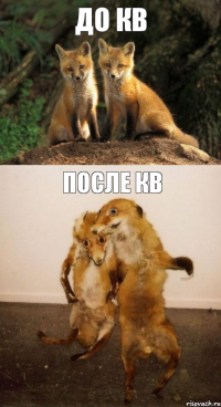 До кв После кв