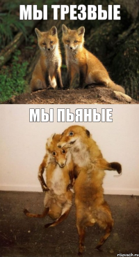 мы трезвые мы пьяные