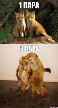 1 пара 3 пара