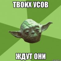 твоих усов ждут они