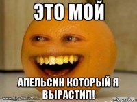 это мой апельсин который я вырастил!