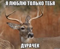 я люблю только тебя дурачек