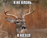 Я не олень... я Козел