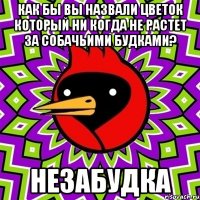 Как бы вы назвали цветок который ни когда не растет за собачьими будками? НЕЗАБУДКА