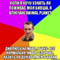 Коли я хочу узнать як поживає моя бивша, я влючаю Animal Planet дивлюсь на мавп, і бачу- все нормально, жива і здорова, лазить по деревах, жере банани