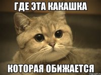 где эта какашка которая обижается