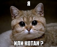 я или котан ?