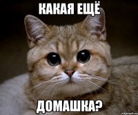 Какая ещё домашка?