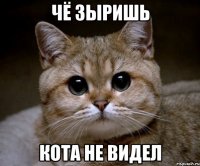 чё зыришь кота не видел