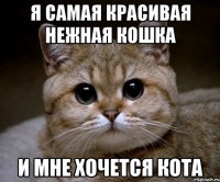 Я самая красивая нежная кошка И мне хочется кота