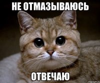 Не отмазываюсь Отвечаю