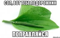 Сол, вот тебе подорожник поправляйся