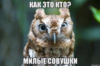 как это кто? милые совушки