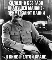 Холодно без газа скачущей макаке - примерзают лапки к сине-жёлтой сраке.