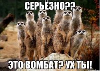 Серьёзно?? Это вомбат? Ух ты!