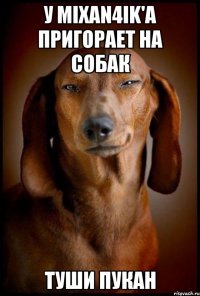 У Mixan4ik'а пригорает на собак Туши пукан