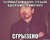 Ты пришёл домой и всё, что было вдосягаемости животного сгрызено