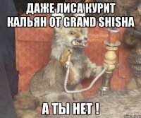 Даже лиса курит кальян от Grand Shisha а ты нет !