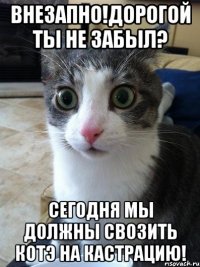 Внезапно!дорогой ты не забыл? сегодня мы должны свозить котэ на кастрацию!