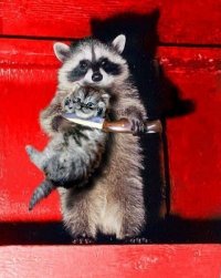 показывай фоточки или котик умрёт, Мем Дай бизнес-аналитика или мы убье