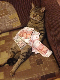 Все мемы кот с деньгами