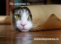 я не барсик , я шаурма , Мем коты кошки и котята приколы с ко