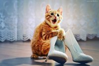Все мемы мама миа итальяно писсуаро