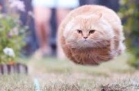 а тебя это, ебать не должно, Мем Нло