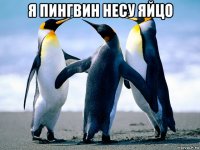 я пингвин несу яйцо 
